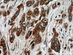 ATG5 Antibody in Immunohistochemistry (Paraffin) (IHC (P))