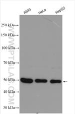 ATG5 Antibody in Western Blot (WB)