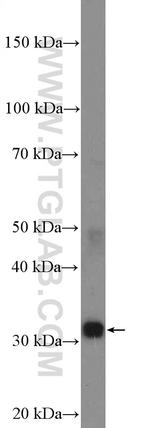 ATG5 Antibody in Western Blot (WB)