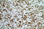 PCNA Antibody in Immunohistochemistry (Paraffin) (IHC (P))