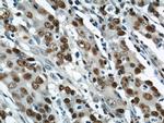 PCNA Antibody in Immunohistochemistry (Paraffin) (IHC (P))