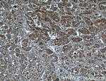 SOD1 Antibody in Immunohistochemistry (Paraffin) (IHC (P))