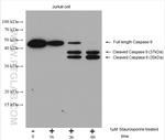 Caspase 9/p35/p10 Antibody in Western Blot (WB)