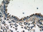 Caspase 9/p35/p10 Antibody in Immunohistochemistry (Paraffin) (IHC (P))