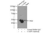 Caspase 9/p35/p10 Antibody in Immunoprecipitation (IP)