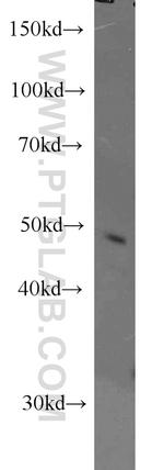 Caspase 9/p35/p10 Antibody in Western Blot (WB)