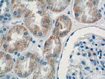 KMO Antibody in Immunohistochemistry (Paraffin) (IHC (P))