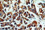 KMO Antibody in Immunohistochemistry (Paraffin) (IHC (P))