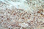 KMO Antibody in Immunohistochemistry (Paraffin) (IHC (P))