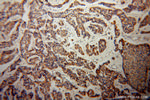 KMO Antibody in Immunohistochemistry (Paraffin) (IHC (P))