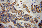 KMO Antibody in Immunohistochemistry (Paraffin) (IHC (P))