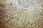 KMO Antibody in Immunohistochemistry (Paraffin) (IHC (P))