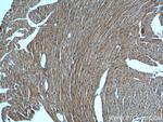 KMO Antibody in Immunohistochemistry (Paraffin) (IHC (P))