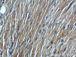 KMO Antibody in Immunohistochemistry (Paraffin) (IHC (P))