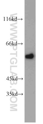 KMO Antibody in Western Blot (WB)