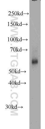 KMO Antibody in Western Blot (WB)