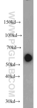 KMO Antibody in Western Blot (WB)