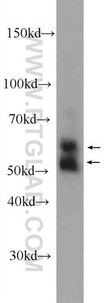 KMO Antibody in Western Blot (WB)