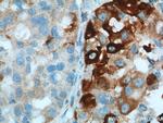 HO-1/HMOX1 Antibody in Immunohistochemistry (Paraffin) (IHC (P))