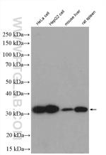 HO-1/HMOX1 Antibody in Western Blot (WB)