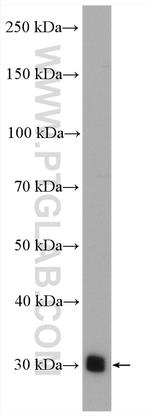 Bcl-XL Antibody in Western Blot (WB)