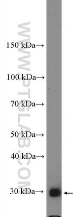 Bcl-XL Antibody in Western Blot (WB)