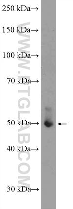 ATF4 Antibody in Western Blot (WB)