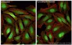 ATF4 Antibody in Immunocytochemistry (ICC/IF)