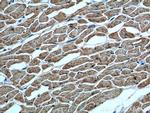 Myosin Light Chain 2 Antibody in Immunohistochemistry (Paraffin) (IHC (P))