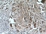 DACH1 Antibody in Immunohistochemistry (Paraffin) (IHC (P))