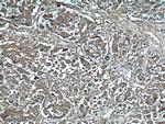 HSP70 Antibody in Immunohistochemistry (Paraffin) (IHC (P))