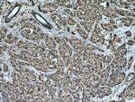 HSP70 Antibody in Immunohistochemistry (Paraffin) (IHC (P))