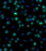 Ki-67 Antibody in Immunocytochemistry (ICC/IF)