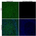 CD45 Antibody in Immunohistochemistry (Paraffin) (IHC (P))