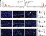 CD11b Antibody in Immunohistochemistry (IHC)