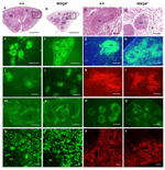 CD45R (B220) Antibody in Immunohistochemistry (Frozen) (IHC (F))