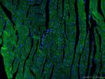 Beclin 1 Antibody in Immunohistochemistry (PFA fixed) (IHC (PFA))