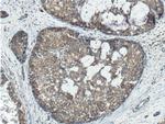 Beclin 1 Antibody in Immunohistochemistry (Paraffin) (IHC (P))