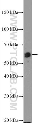 Beclin 1 Antibody in Western Blot (WB)