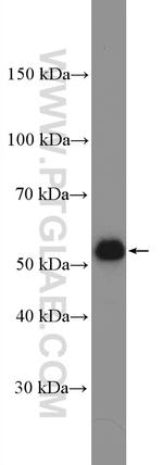 Beclin 1 Antibody in Western Blot (WB)