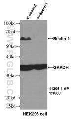 Beclin 1 Antibody in Western Blot (WB)