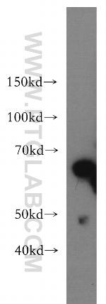 Beclin 1 Antibody in Western Blot (WB)