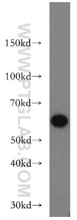 Beclin 1 Antibody in Western Blot (WB)