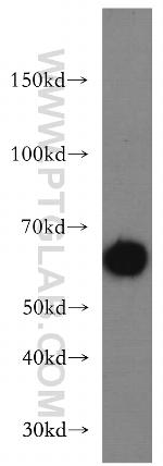 Beclin 1 Antibody in Western Blot (WB)