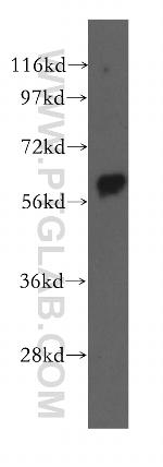 Beclin 1 Antibody in Western Blot (WB)