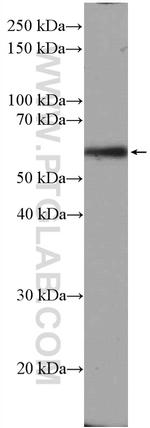 Beclin 1 Antibody in Western Blot (WB)