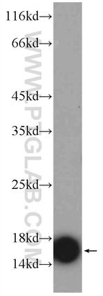 TOM20 Antibody in Western Blot (WB)