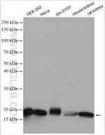 TOM20 Antibody in Western Blot (WB)