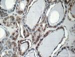 CREB1 Antibody in Immunohistochemistry (Paraffin) (IHC (P))