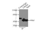 CREB1 Antibody in Immunoprecipitation (IP)